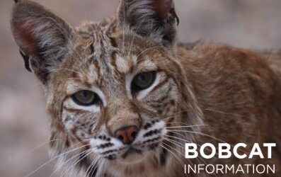 It’s Bobcat, Coyote Mating Season; Be Prepared for More Sightings
