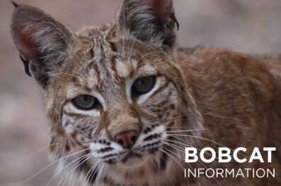 It’s Bobcat, Coyote Mating Season; Be Prepared for More Sightings