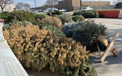 One More Week for Tree-cycling and Holiday Box Recycling   