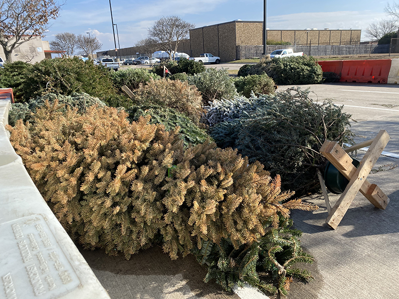 Tree Cycling Recycling Photo