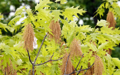 Annual “Tree Tassel Fall” Begins; What to Know