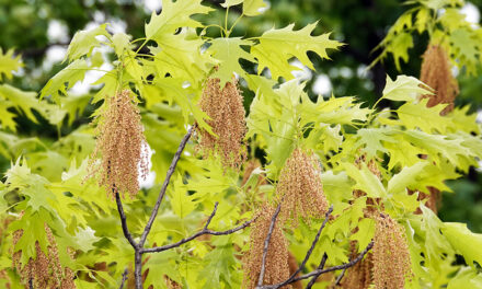 Annual “Tree Tassel Fall” Begins; What to Know