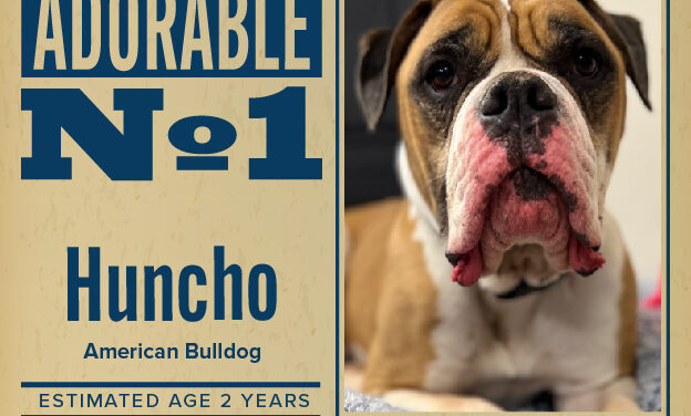 Pet of the Week