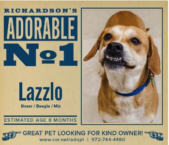 <strong>Pet of the Week</strong>