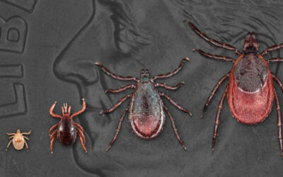 Lyme Disease Awareness Month