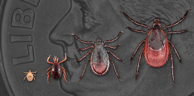 Lyme Disease Awareness Month