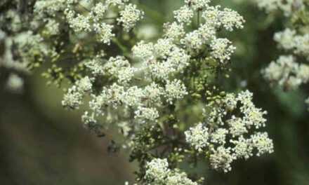 Be in the Know About Poison Hemlock