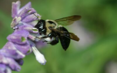 What’s the Bug? Extension Service Helps with Identification