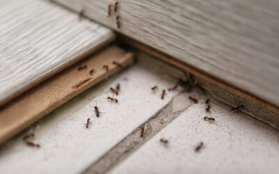 Drought Brings More Ants, Other Bugs Inside Homes; Ways to Keep Them Out 