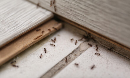 Drought Brings More Ants, Other Bugs Inside Homes; Ways to Keep Them Out 