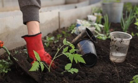 Virtual Shade Gardening Seminar Next Saturday 