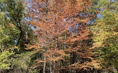 More Tree Limbs Falling During Drought