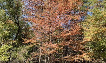 More Tree Limbs Falling During Drought