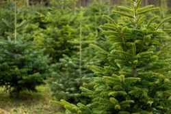 Selecting/Caring for Natural Christmas Trees 