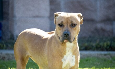 Meet Brooke, the Pet of the Week