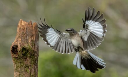 “Lights Out” for Migrating Birds through June 15 