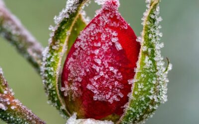 Time to Prune Rose Bushes and other August Gardening To-Dos