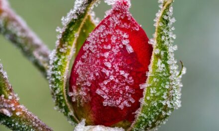 How to Know if Your Plants are Cold Hardy 