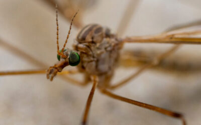 Crane Flies Are Here, No Need to Fear 