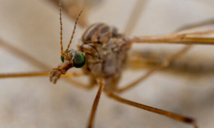 Crane Flies Are Here, No Need to Fear 