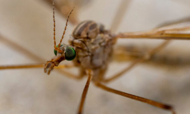 Crane Flies Are Here, No Need to Fear 