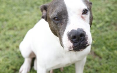 Pet of the Week