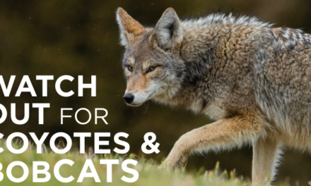 Watch out for Coyotes & Bobcats