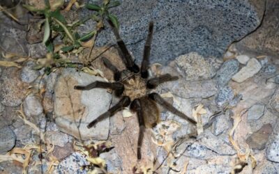 Tarantulas: Beneficial, Not Dangerous  