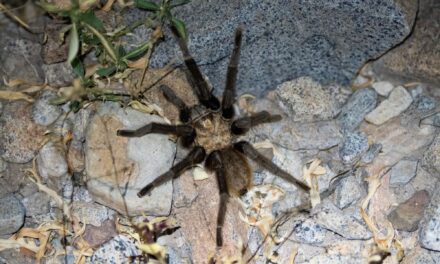 Tarantulas: Beneficial, Not Dangerous  