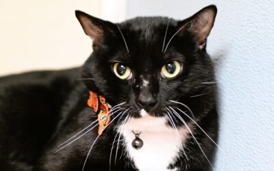 Pet of the Week