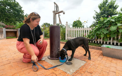 Protect Pets During “Dog Days of Summer” 