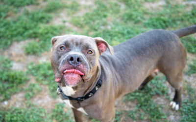 Pet of the Week
