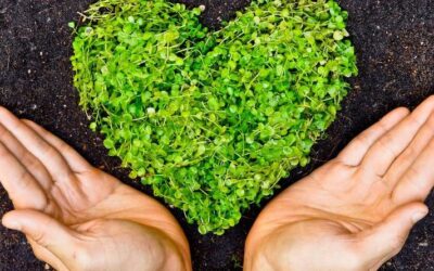 Dead Leaves Provide Opportunity to Make Nutrient-Rich Compost 
