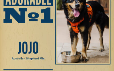 Pet of the Week