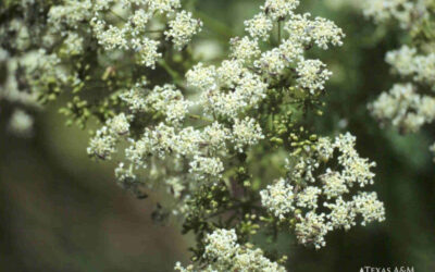 Be in the Know About Poison Hemlock
