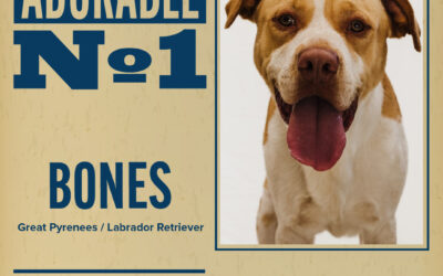 Pet of the Week