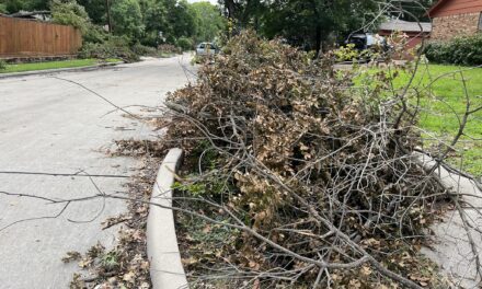 City Council Updated on Storm Debris Collection 