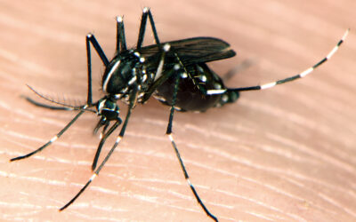 What’s that Bug? Extension Service Helps with Identification  