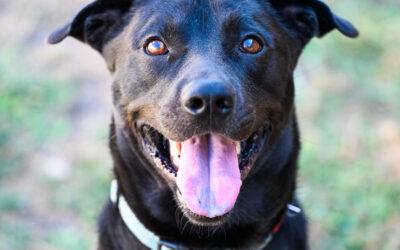 Pet of the Week | Crisco
