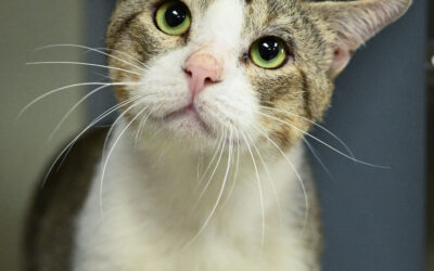 Pet of the Week