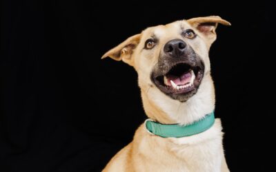 Pet of the Week