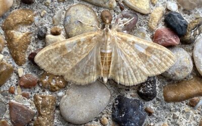 Moth Night at JBS Wetland Center Next Friday