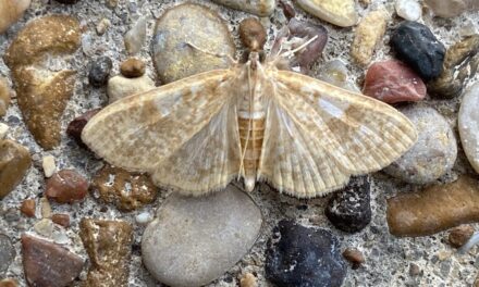 Moth Night at JBS Wetland Center Next Friday