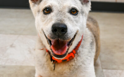 Pet of the Week