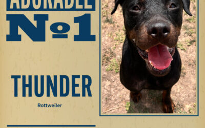 Pet of the Week
