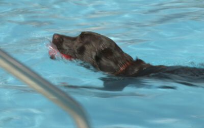 “Dog Splash Day” Date Correction