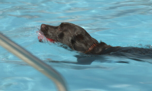 Dog Splash Day is Sunday, Aug. 18 at Terrace Pool