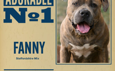 Pet of the Week