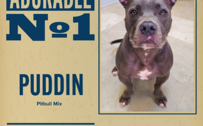 Pet of the Week