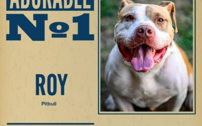 Pet of the Week